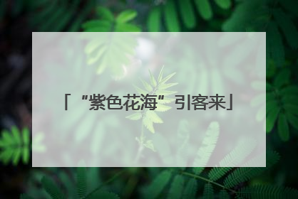 “紫色花海”引客来