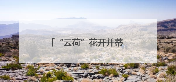 “云荷”花开并蒂 全球两大花都昆明&阿姆斯特丹强强联手