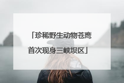 珍稀野生动物苍鹰首次现身三峡坝区
