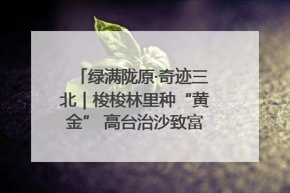 绿满陇原·奇迹三北｜梭梭林里种“黄金” 高台治沙致富很“从容”