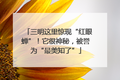 三明这里惊现“红眼蝉”！它很神秘，被誉为“最美知了”