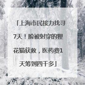 上海市民接力找寻7天！脸被射穿的狸花猫获救，医药费1天筹到四千多
