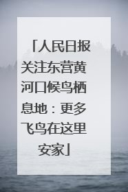 人民日报关注东营黄河口候鸟栖息地：更多飞鸟在这里安家