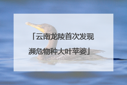 云南龙陵首次发现濒危物种大叶苹婆
