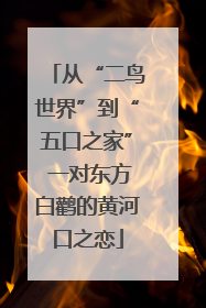 从“二鸟世界”到“五口之家” 一对东方白鹳的黄河口之恋