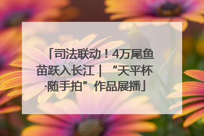 司法联动！4万尾鱼苗跃入长江｜“天平杯·随手拍”作品展播