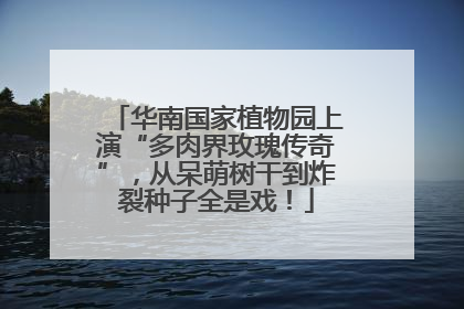 华南国家植物园上演“多肉界玫瑰传奇”，从呆萌树干到炸裂种子全是戏！