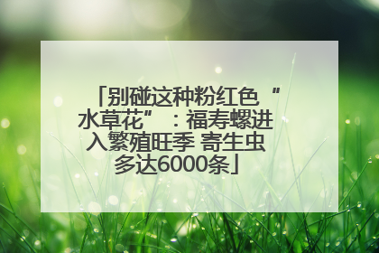 别碰这种粉红色“水草花”：福寿螺进入繁殖旺季 寄生虫多达6000条