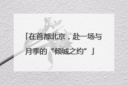 在首都北京，赴一场与月季的“倾城之约”