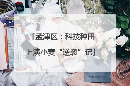 孟津区：科技种田 上演小麦“逆袭”记