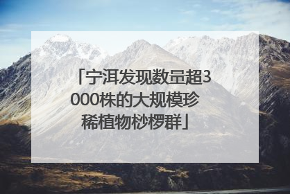 宁洱发现数量超3000株的大规模珍稀植物桫椤群