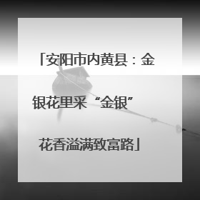 安阳市内黄县：金银花里采“金银” 花香溢满致富路