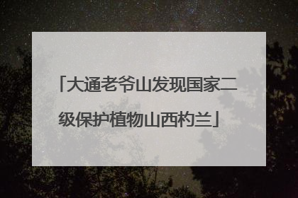 大通老爷山发现国家二级保护植物山西杓兰