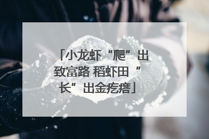 小龙虾“爬”出致富路 稻虾田“长”出金疙瘩