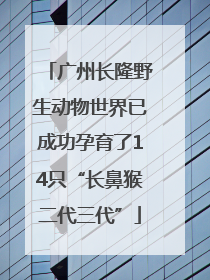 广州长隆野生动物世界已成功孕育了14只“长鼻猴二代三代”