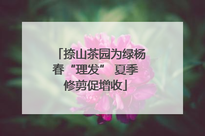 捺山茶园为绿杨春“理发” 夏季修剪促增收