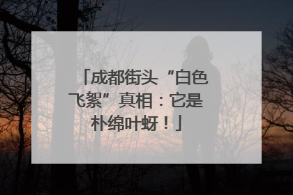 成都街头“白色飞絮”真相：它是朴绵叶蚜！