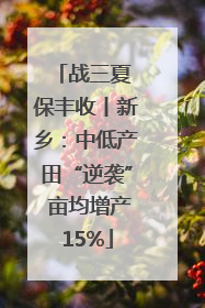 战三夏 保丰收丨新乡：中低产田“逆袭” 亩均增产15%