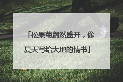 松果菊翩然盛开，像夏天写给大地的情书