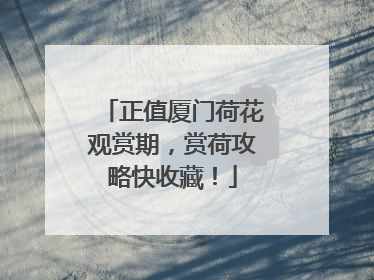 正值厦门荷花观赏期，赏荷攻略快收藏！