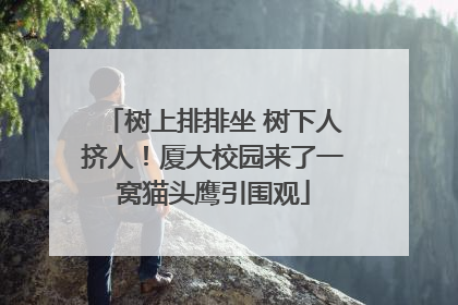 树上排排坐 树下人挤人！厦大校园来了一窝猫头鹰引围观