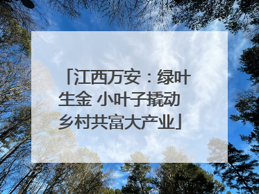 江西万安：绿叶生金 小叶子撬动乡村共富大产业