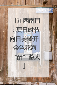 江西南昌：夏日时节向日葵盛开 金色花海“醉”游人
