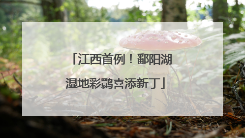 江西首例！鄱阳湖湿地彩鹮喜添新丁