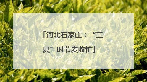 河北石家庄：“三夏”时节麦收忙
