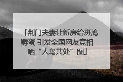 荆门夫妻让新房给斑鸠孵蛋 引发全国网友竞相晒“人鸟共处”图
