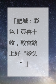 肥城：彩色土豆喜丰收，致富路上好“彩头”