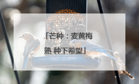 芒种：麦黄梅熟 种下希望