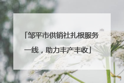 邹平市供销社扎根服务一线，助力丰产丰收