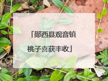郧西县观音镇桃子喜获丰收