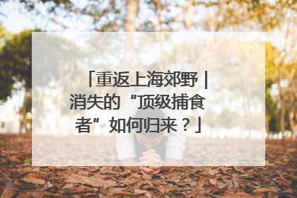 重返上海郊野｜消失的“顶级捕食者”如何归来？