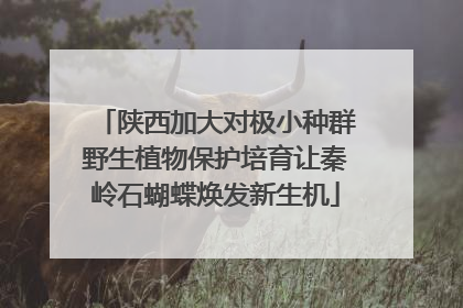 陕西加大对极小种群野生植物保护培育让秦岭石蝴蝶焕发新生机