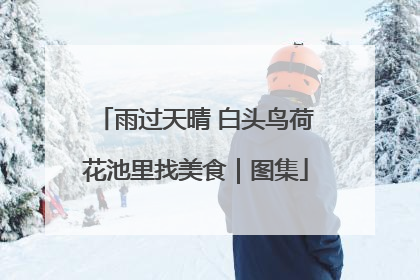 雨过天晴 白头鸟荷花池里找美食｜图集