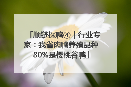 顺链探鸭④｜行业专家：我省肉鸭养殖品种80%是樱桃谷鸭